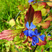 20210927 2992CPw [D~LIP] Bleiwurz (Ceratostigma plumbaginoides), Bad Salzuflen