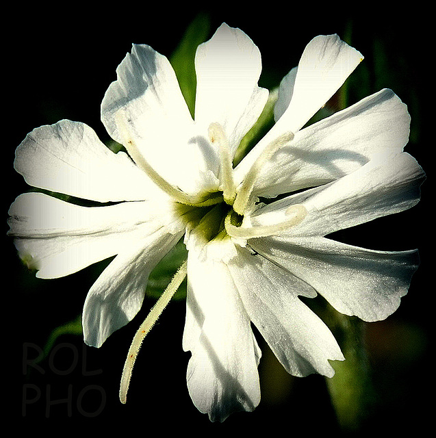 le Compagnon blanc>> Macro  Mundays