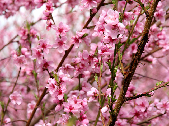 Rote Apfelblüten