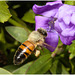 EF7A3810 Honey Bee