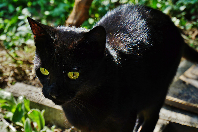 Katzenaugen - Cat Eyes - please look on black