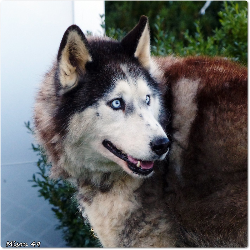 HUSKY de SIBERIE