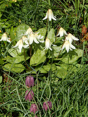 010 Erythronium amerianum und Fritillaria meleagris
