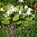 010 Erythronium amerianum und Fritillaria meleagris