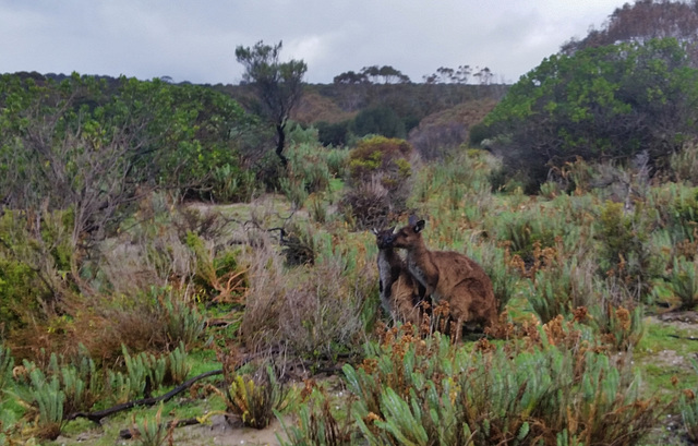 Stokes Bay kangaroos