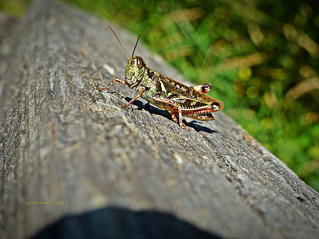 Rotbeinige Heuschrecke, Red-legged Grasshopper (Melanoplus femurrubrum)