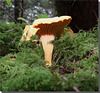 Cantharellus cibarius.