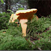 Cantharellus cibarius.