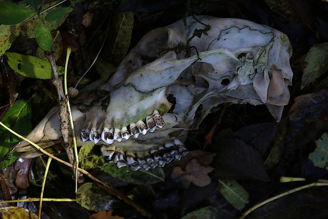 En explorant la forêt , à la recherche de champignons .