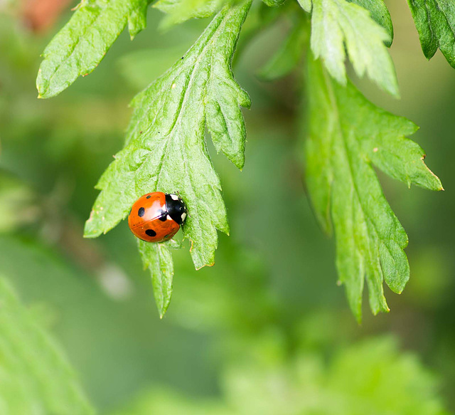 Ladybird macro (3)