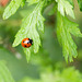 Ladybird macro (3)