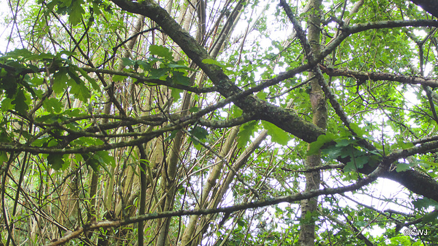 Oak tree dieback