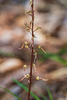 Neottia bifolia (Southern Twayblade orchid)