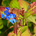 20210927 2993CPw [D~LIP] Bleiwurz (Ceratostigma plumbaginoides), Bad Salzuflen