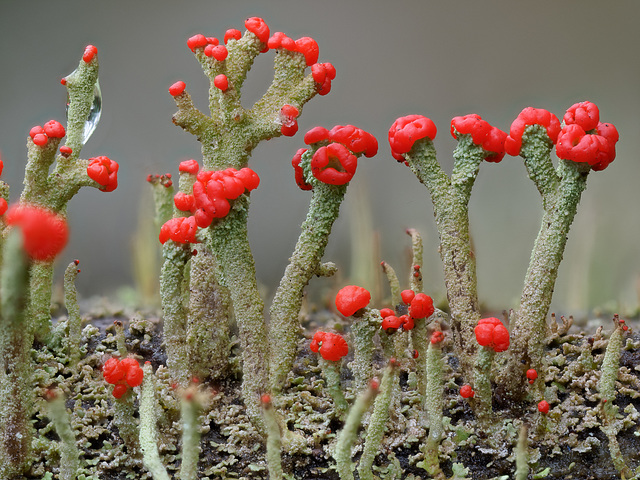 Cladonia-Flechten, Stack