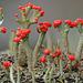 Cladonia-Flechten, Stack