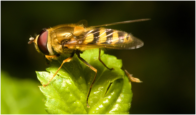 EF7A3861 Hoverfly