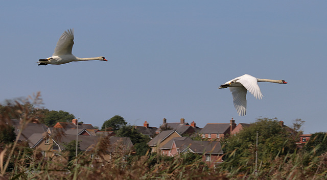 EOS 90D Peter Harriman 10 58 16 98949 muteSwans dpp