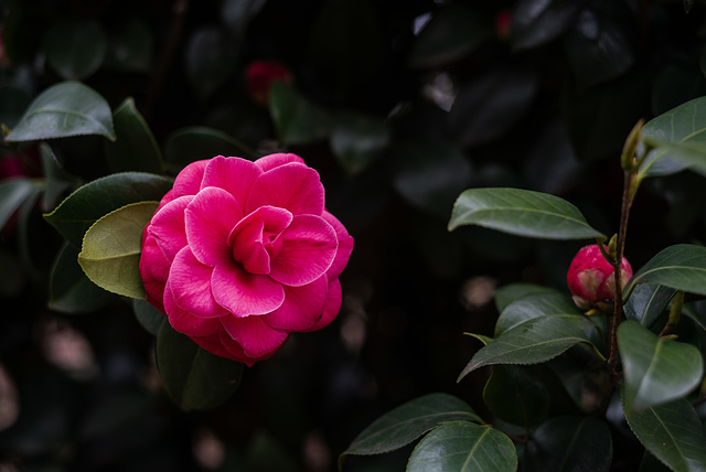 Camellia