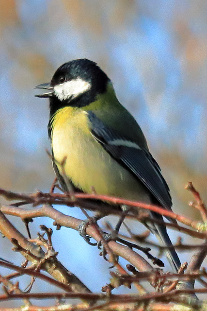 EOS 90D Peter Harriman 12 22 07 26587 greatTit dpp