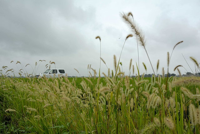 Rice, foxtail and Jimny