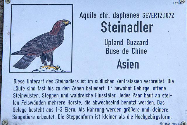 20151010 9247VRAw [D~H] Steinadler, Wisentgehege, Springe-Deister