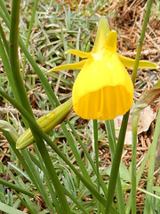 011 Die Schöne im Reifrock - Narcissus bulbocodium