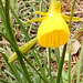 011 Die Schöne im Reifrock - Narcissus bulbocodium