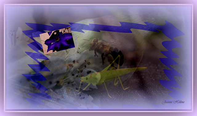 MONTAGE
