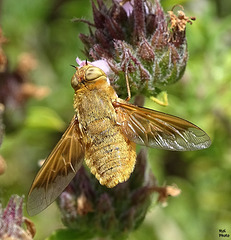 Une mouche de la famille  des syrphes