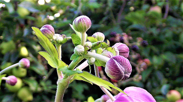 Anemone buds