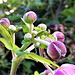 Anemone buds