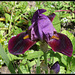 Iris Cameroun (3)