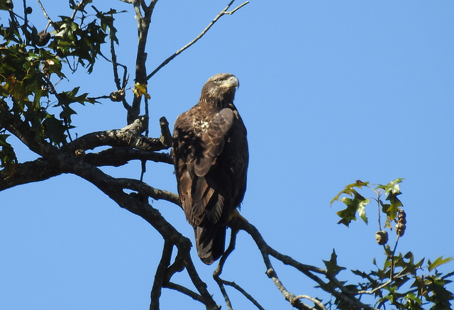 Bald Eagle, juvenile