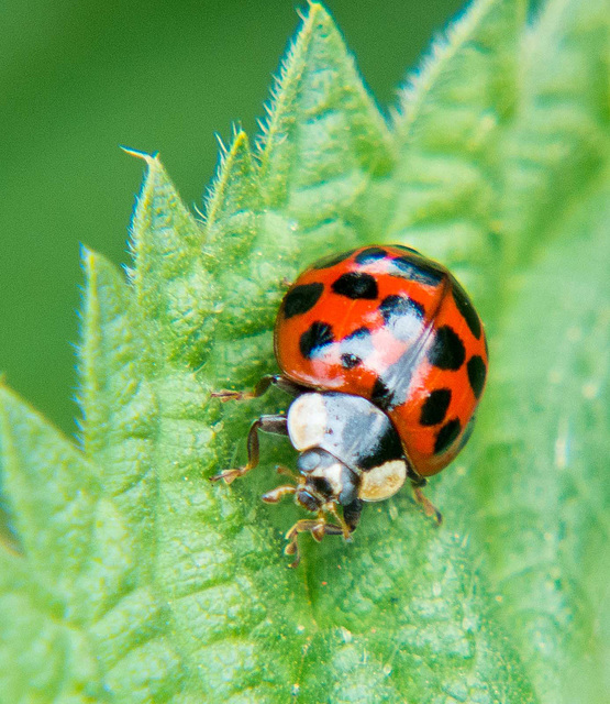 Ladybird macro (4)