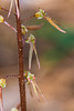 Neottia bifolia (Southern Twayblade orchid)