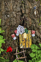 Red Rose, White Rosa and Wee Fairy Door