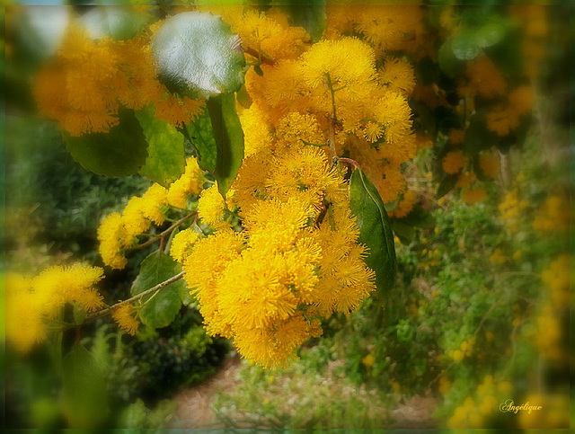 Azara (Azara serrata).............Bonne journée mes fidèles ami(e)s  !