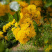 Azara (Azara serrata).............Bonne journée mes fidèles ami(e)s  !