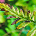 20210927 2994CPw [D~LIP] Insekt, Möhre (Daucus carota), Bad Salzuflen