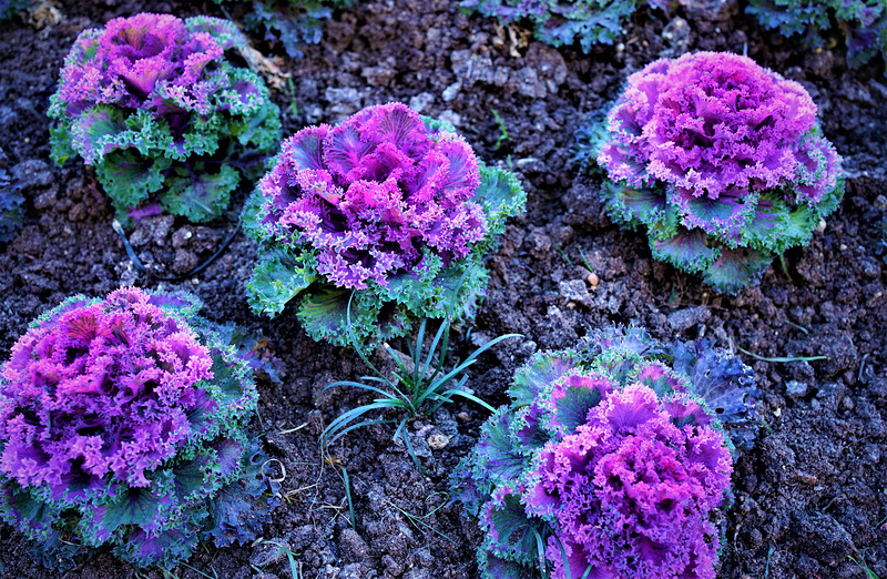 Brassica oleraceae