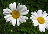 20220517 0977CPw [D~LIP] Wiesen-Margerite (Leucanthemum vulgare agg), Wollkrautblütenkäfer, Bad Salzuflen