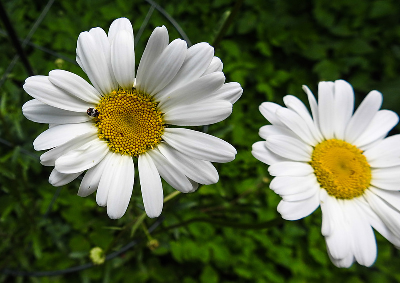 20220517 0977CPw [D~LIP] Wiesen-Margerite (Leucanthemum vulgare agg), Wollkrautblütenkäfer, Bad Salzuflen