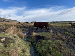 Gerry the Bull