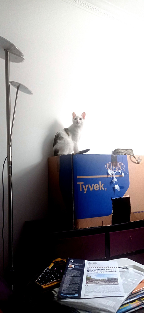 à chat perché