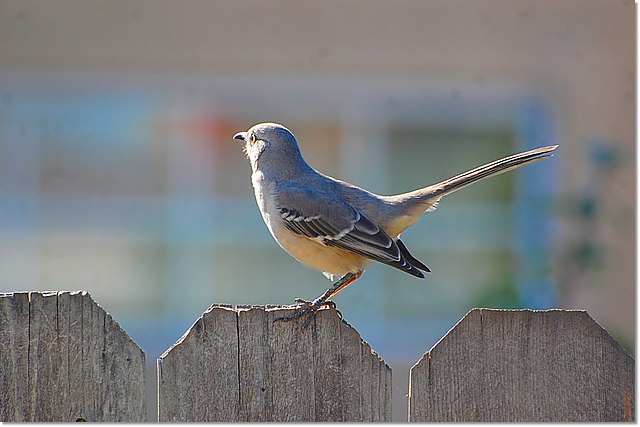 Northern Mocking Bird