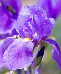 Iris