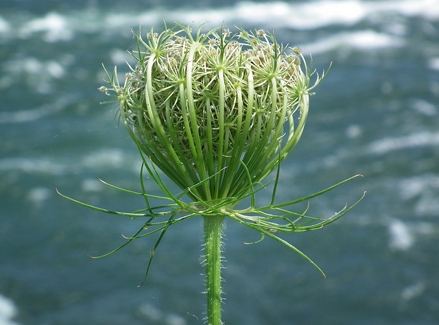 carotte sauvage / wild carrot