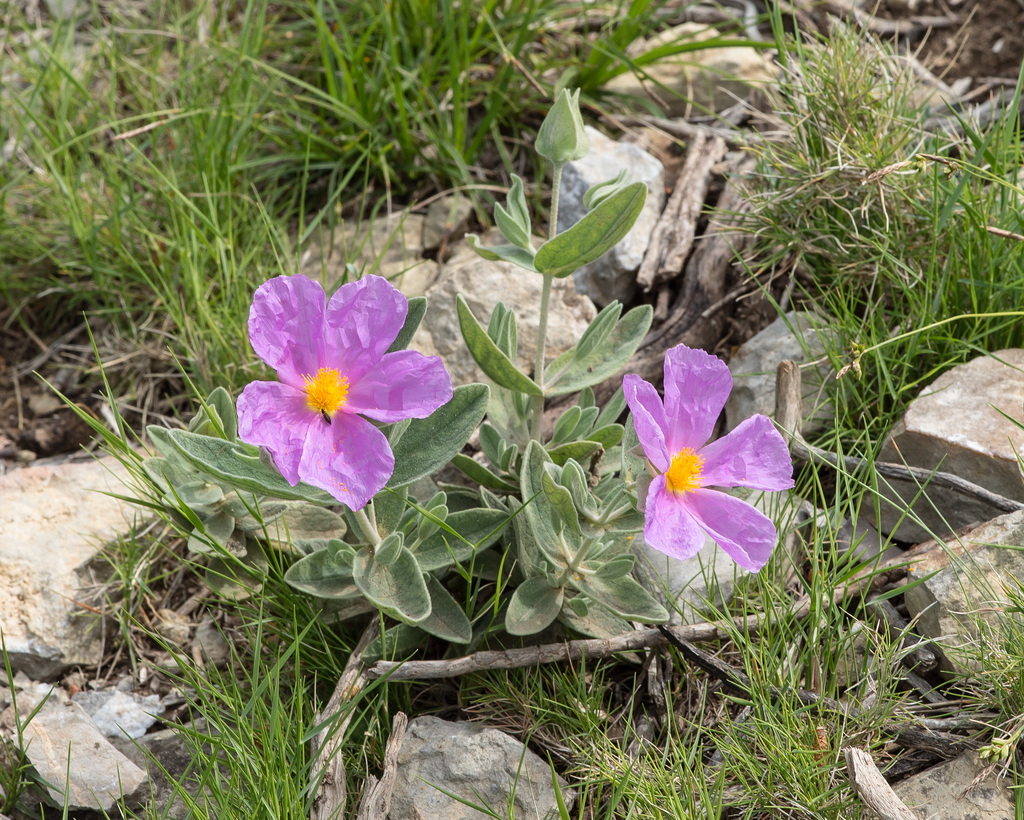 Cistus albidus - 2015-04-22--D4_DSC0452