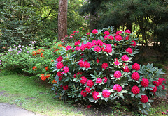 Im Rhododendronpark bei Bad Zwischenahn